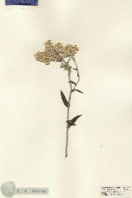 URN_catalog_HBHinton_herbarium_23923.jpg.jpg