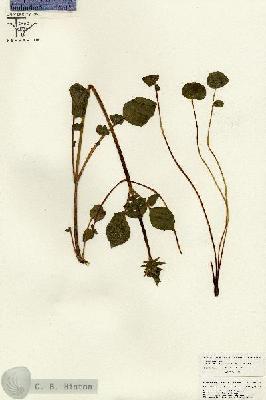 URN_catalog_HBHinton_herbarium_26645.jpg.jpg