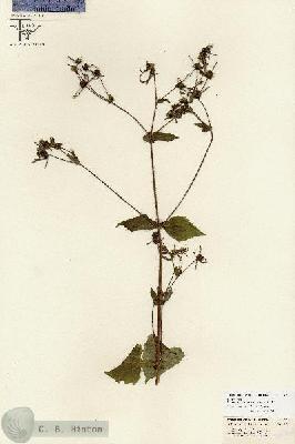 URN_catalog_HBHinton_herbarium_26708.jpg.jpg