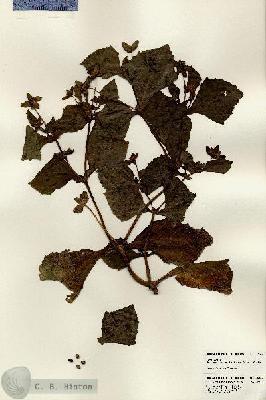 URN_catalog_HBHinton_herbarium_24564.jpg.jpg
