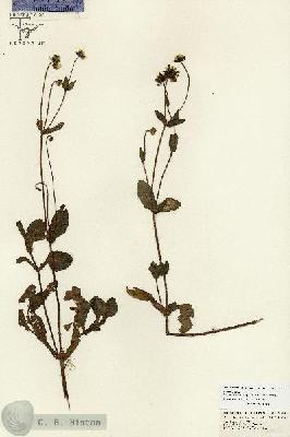 URN_catalog_HBHinton_herbarium_26743.jpg.jpg