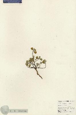 URN_catalog_HBHinton_herbarium_24859.jpg.jpg