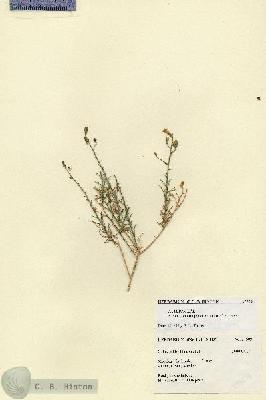 URN_catalog_HBHinton_herbarium_27509.jpg.jpg