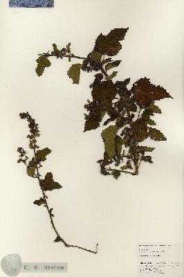 URN_catalog_HBHinton_herbarium_24793.jpg.jpg