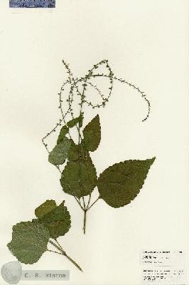URN_catalog_HBHinton_herbarium_24844.jpg.jpg