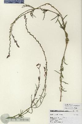 URN_catalog_HBHinton_herbarium_27065.jpg.jpg