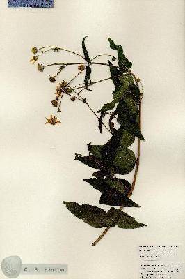 URN_catalog_HBHinton_herbarium_24912.jpg.jpg