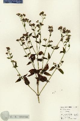 URN_catalog_HBHinton_herbarium_25078.jpg.jpg