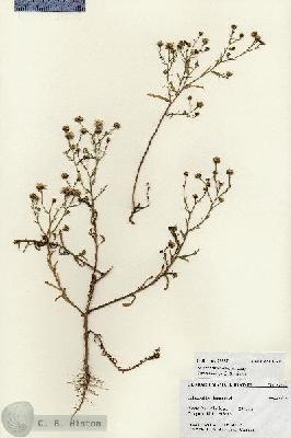 URN_catalog_HBHinton_herbarium_27227.jpg.jpg
