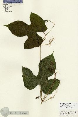 URN_catalog_HBHinton_herbarium_26846.jpg.jpg