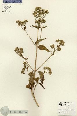 URN_catalog_HBHinton_herbarium_26008.jpg.jpg