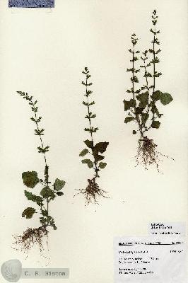 URN_catalog_HBHinton_herbarium_27248.jpg.jpg