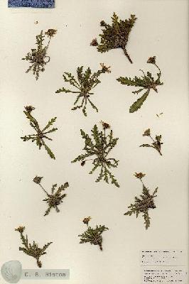 URN_catalog_HBHinton_herbarium_25344.jpg.jpg
