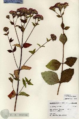URN_catalog_HBHinton_herbarium_27280.jpg.jpg