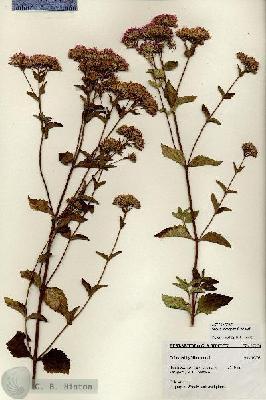 URN_catalog_HBHinton_herbarium_27276.jpg.jpg