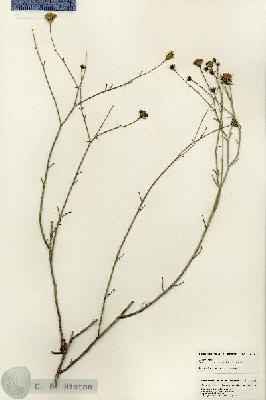 URN_catalog_HBHinton_herbarium_25475.jpg.jpg
