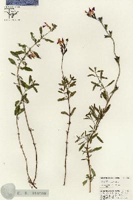 URN_catalog_HBHinton_herbarium_25561.jpg.jpg