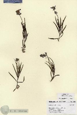 URN_catalog_HBHinton_herbarium_27393.jpg.jpg