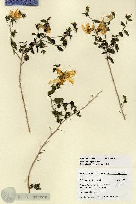 URN_catalog_HBHinton_herbarium_27685.jpg.jpg