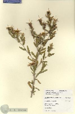 URN_catalog_HBHinton_herbarium_27621.jpg.jpg