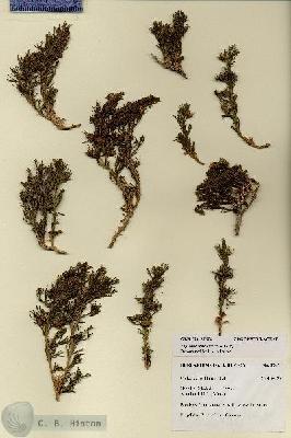 URN_catalog_HBHinton_herbarium_27674.jpg.jpg