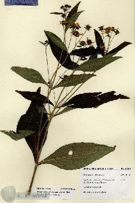 URN_catalog_HBHinton_herbarium_27714.jpg.jpg
