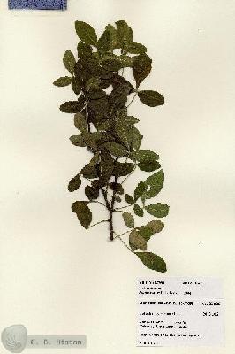 URN_catalog_HBHinton_herbarium_27988.jpg.jpg
