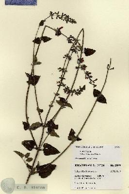 URN_catalog_HBHinton_herbarium_27874.jpg.jpg