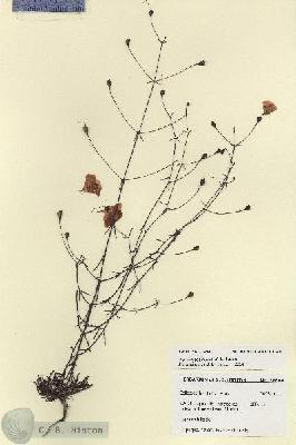 URN_catalog_HBHinton_herbarium_27894.jpg.jpg