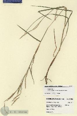 URN_catalog_HBHinton_herbarium_27899.jpg.jpg