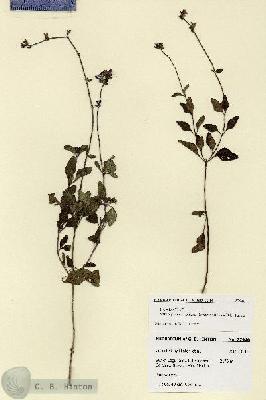 URN_catalog_HBHinton_herbarium_27946.jpg.jpg