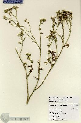 URN_catalog_HBHinton_herbarium_27955.jpg.jpg