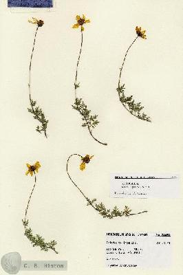 URN_catalog_HBHinton_herbarium_28051.jpg.jpg