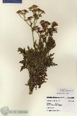 URN_catalog_HBHinton_herbarium_28250.jpg.jpg