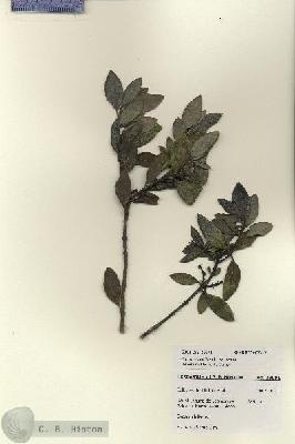 URN_catalog_HBHinton_herbarium_28091.jpg.jpg