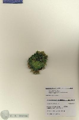 URN_catalog_HBHinton_herbarium_28115.jpg.jpg