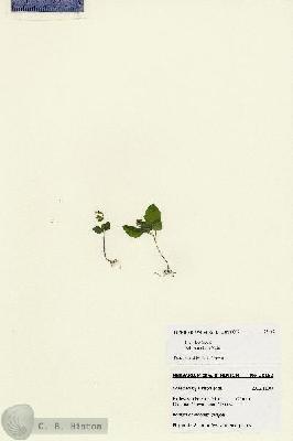 URN_catalog_HBHinton_herbarium_28162.jpg.jpg