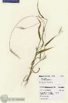 URN_catalog_HBHinton_herbarium_28180.jpg.jpg