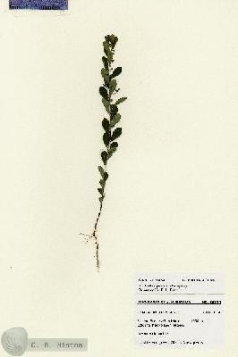 URN_catalog_HBHinton_herbarium_28184.jpg.jpg