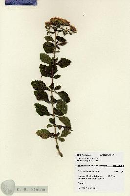 URN_catalog_HBHinton_herbarium_28200.jpg.jpg