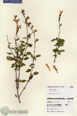 URN_catalog_HBHinton_herbarium_28207.jpg.jpg