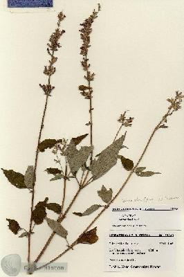 URN_catalog_HBHinton_herbarium_28289.jpg.jpg