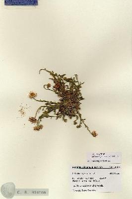 URN_catalog_HBHinton_herbarium_28345.jpg.jpg