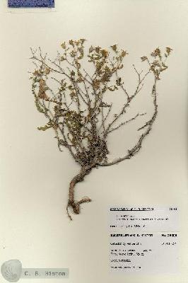 URN_catalog_HBHinton_herbarium_28408.jpg.jpg