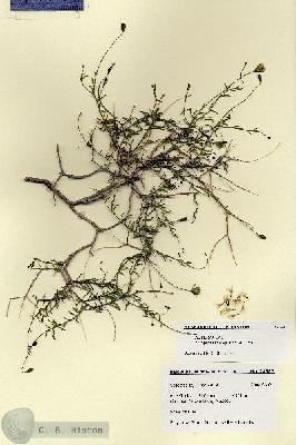 URN_catalog_HBHinton_herbarium_28682.jpg.jpg