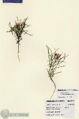 URN_catalog_HBHinton_herbarium_28429.jpg.jpg
