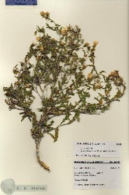 URN_catalog_HBHinton_herbarium_28444.jpg.jpg