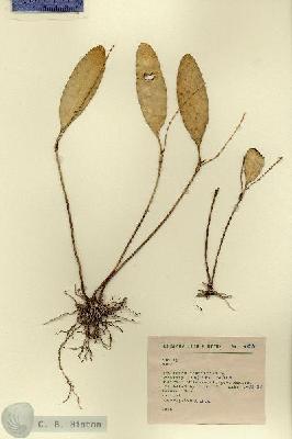 URN_catalog_HBHinton_herbarium_4235.jpg.jpg
