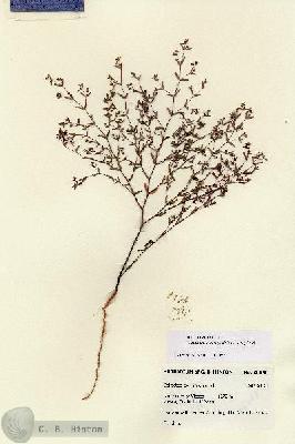 URN_catalog_HBHinton_herbarium_28648.jpg.jpg