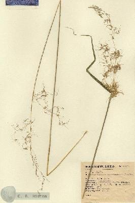 URN_catalog_HBHinton_herbarium_5160.jpg.jpg
